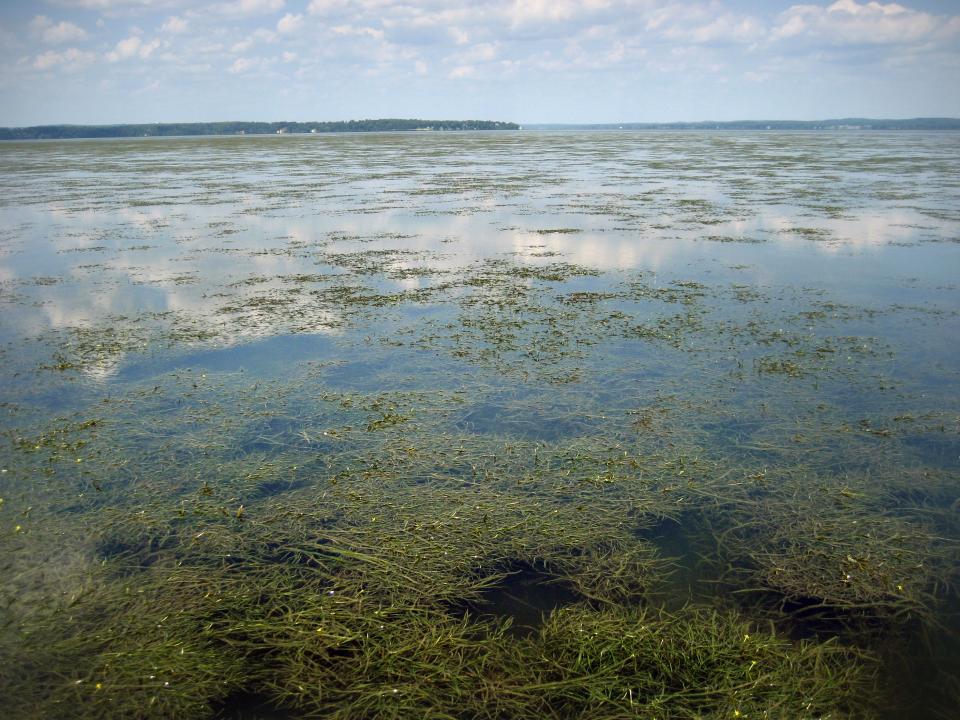 Comeback of aquatic grasses in Chesapeake credited to decades of